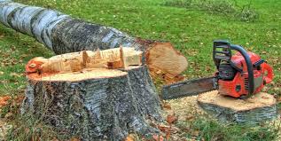 Best Tree Removal  in Rainbow Springs, FL