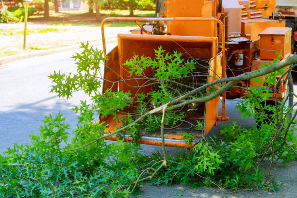 Best Organic Lawn Care Solutions  in Rainbow Springs, FL