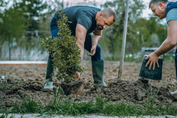 Reliable Rainbow Springs, FL Tree Services Solutions