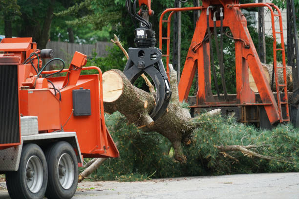 Best Tree Health Inspection  in Rainbow Springs, FL