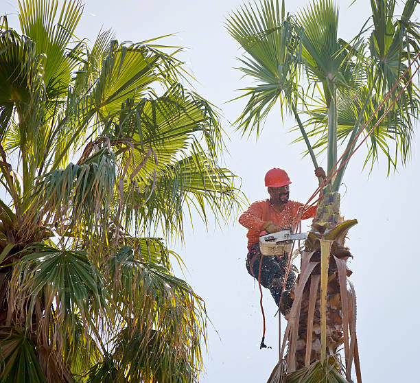 Best Tree Maintenance Programs  in Rainbow Springs, FL