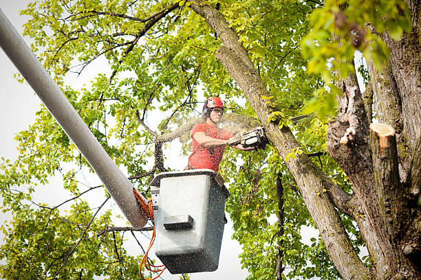 Best Emergency Tree Removal  in Rainbow Springs, FL