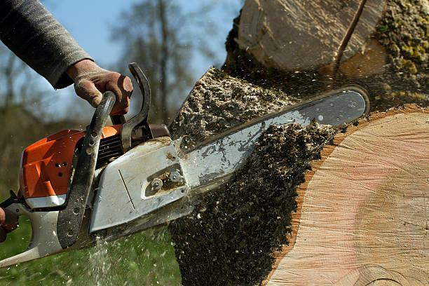 Best Tree Cabling and Bracing  in Rainbow Springs, FL
